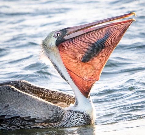 Pretty Animals, Jolie Photo, Bird Photography, Animal Photo, Nature Animals, Banksy, Bird Art, Sea Creatures, Beautiful Creatures