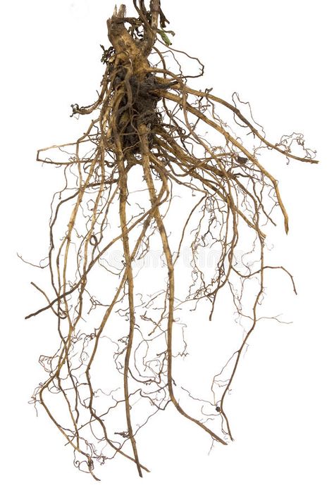 Plant Roots Drawing, Roots Aesthetic, Flower Roots, Plant Diagram, Roots Of A Tree, Roots Illustration, Roots Drawing, Natural Aquarium, Roots Photography