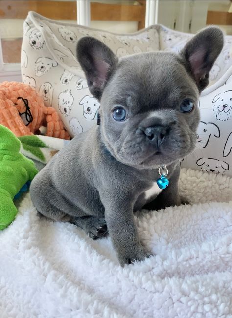 Cute Frenchie Puppies, Puppy French Bulldog, Baby French Bulldog Puppies, Blue Frenchie Puppy, Frenchy Puppy, Fluffy Frenchie Puppy, French Puppy, Grey French Bulldog Puppy, Puppies Frenchie