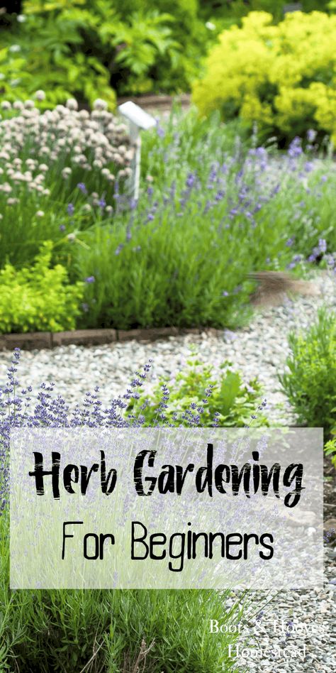 Herb gardening for beginners. Get tips, tricks, and learn the basics of starting an herb garden. Gemüseanbau In Kübeln, Funny Vine, Cactus Terrarium, Outdoor Herb Garden, Herb Garden Design, Herb Gardening, Garden Types, Organic Gardening Tips, Olive Garden