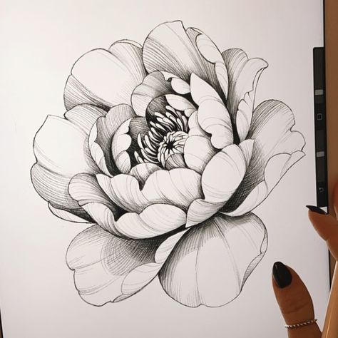 Tati Ferrigno shared a photo on Instagram: “What is your favorite flower? . . #peony #peonyflower #peonytattoo #tattoodesign #sketch #drawing…” • See 127 photos and videos on their profile. Peony Flower Tattoos, Peony Drawing, Peony Tattoo, Flower Peony, Flower Tattoo Drawings, Flower Line Drawings, Flower Drawing Tutorials, Peonies Tattoo, Tattoo Stencil Outline