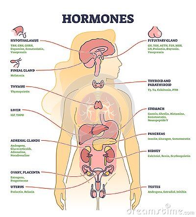 Hormones with Human Body Organs and Labeled Chemical Titles Outline Diagram Stock Vector - Illustration of structure, reproduction: 223477259 Human Organ Diagram, Human Body Organs, Body Diagram, Basic Anatomy And Physiology, Biology Facts, Human Body Parts, Medical School Studying, Biology Notes, Medical Anatomy