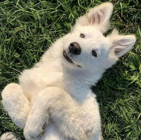 White Swiss Shepherd Dog, White Gsd, Haski Dog, Swiss Shepherd, White Husky, White Swiss Shepherd, White German Shepherd, White Dog, Wolf Dog