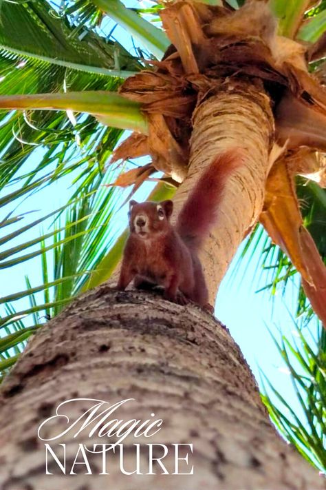 Did you know that Jomtien Beach in Pattaya, Thailand, is home to playful, colorful squirrels that love to get close to travelers? 🐿️🌴 These little guys aren’t shy – you can even feed them, and they’ll take food straight from your hand! It’s one of those unique, joyful travel moments that remind you how much the world has to offer. 🌍 Ready to see more quirky animals and breathtaking locations? Click and check out my full travel itinerary on the blog! ✨ Ko Lipe, Ko Lanta, Dreams To Reality, Famous Bridges, Ko Samui, Plane Ticket, Elephant Sanctuary, Pattaya Thailand, Travel Moments