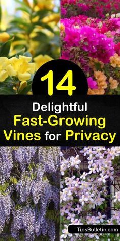 Discover how to create peaceful backyard solitude with fast growing vines. Plant evergreens for year-round privacy or wisteria, morning glory, honeysuckle, trumpet vine, and other flowering vines to attract hummingbirds. #fastgrowing #vines #privacy Garden Vines Trellis Climbing Flowers, Fence Vines Privacy, How To Grow Honeysuckle, Wisteria Privacy Fence, Evergreen Vines Zone 5, Vines To Grow On Fence, Privacy Vines For Fence, Trumpet Honeysuckle Vine, Best Vines For Privacy Fence