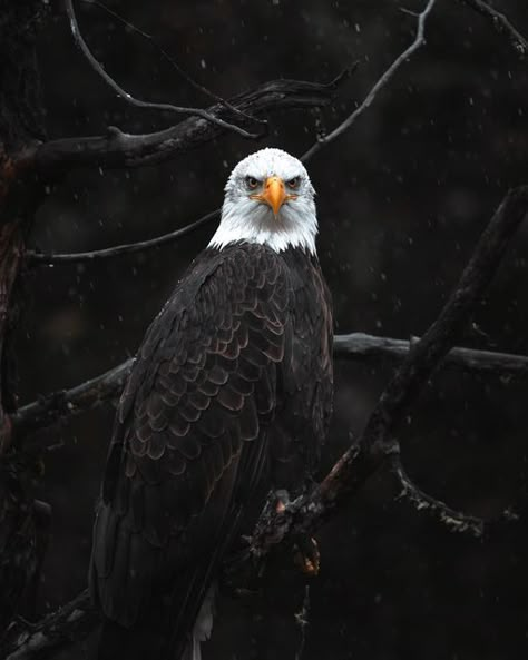 Cat Standing Up, Eagles Nails, Eagle Aesthetic, Drawing Eagle, Bald Eagle Photography, Bald Eagle Pictures, Eagle Photography, Eagle Photo, Eagles Sweatshirt