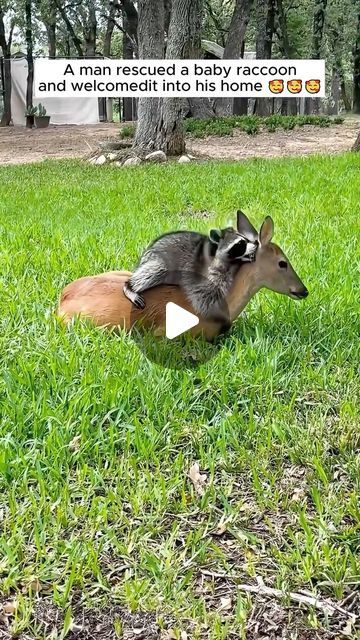 Baby Animal Videos, Humans And Animals, Baby Raccoon, Amazing Animal Pictures, Wild Animals Pictures, Baby Animals Pictures, Instagram Videos, Adorable Dogs, Rare Animals