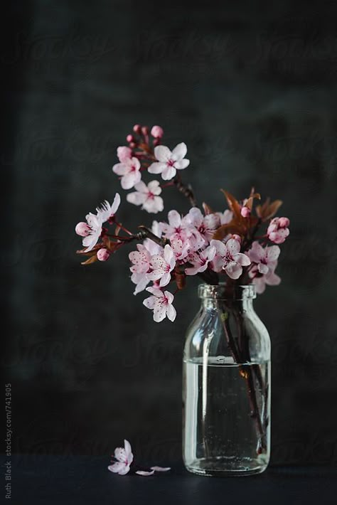 Cherry blossom in a jar by Ruth Black - Blossom, Spring - Stocksy United Cherry Blossom Painting, Still Life Flowers, Airbrush Art, Still Life Art, Arte Floral, In A Jar, Blossom Flower, Flower Backgrounds, Flower Pictures