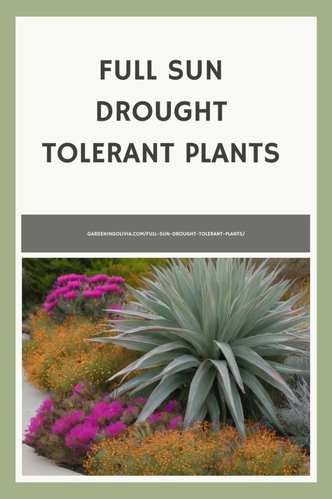 If you live in an area with hot, dry summers, you know how much of a challenge it can be to keep your outdoor plants looking their best with limited watering. But fear not—there are plenty of beautiful, low-maintenance options for full-sun areas that can withstand drought conditions once established. In this article, I'll share Direct Sun Plants Outdoor, Full Sun Drought Tolerant Plants, Plants For Planters, Arizona Plants, Delosperma Cooperi, Grass Alternative, Heat Tolerant Plants, Drought Resistant Landscaping, Texas Landscaping