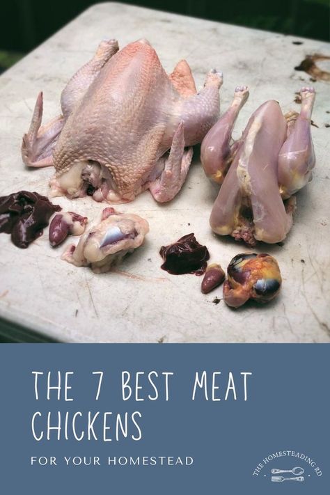 Meat Chickens Breeds, Raising Meat Chickens, Pastured Poultry, Meat Birds, Do Your Homework, Chicken Nesting Boxes, Chicken Health, Chicken Garden, Dark Meat