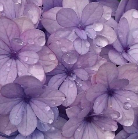 @breathoflavender November 13 2019 at 06:30PM Purple Aesthetic Background, Violet Aesthetic, Violet Pastel, Yennefer Of Vengerberg, Purple Vibe, Lavender Aesthetic, Purple Themes, Violet Flower, All Things Purple