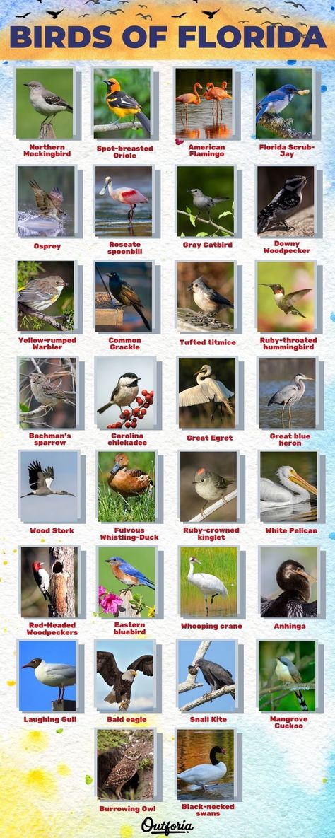 Florida Birds, Backyard Birds Sanctuary, Southern Things, Habitat Garden, Community School, Bird Identification, Downy Woodpecker, Burrowing Owl, Survival Skills Life Hacks