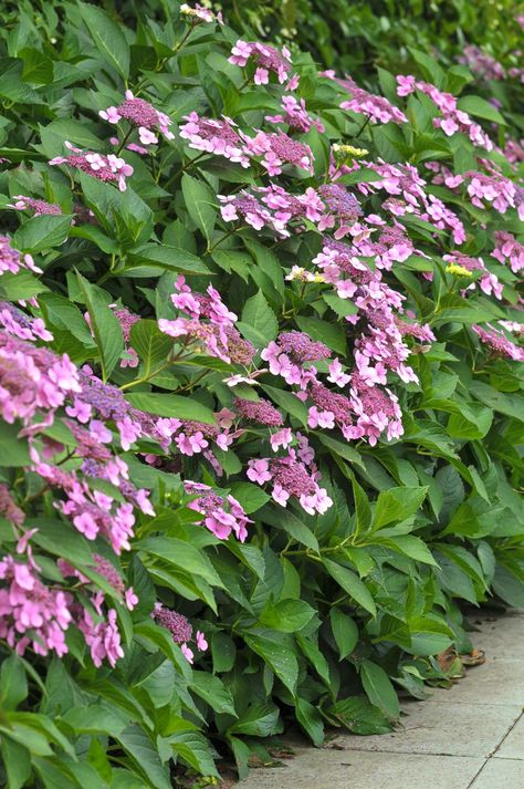 Lace Hydrangea, Hydrangea Plant Care, Lacecap Hydrangea, Mophead Hydrangea, Hydrangea Plant, Coastal Plants, Hydrangea Potted, Lace Cap Hydrangea, Native Plant Garden