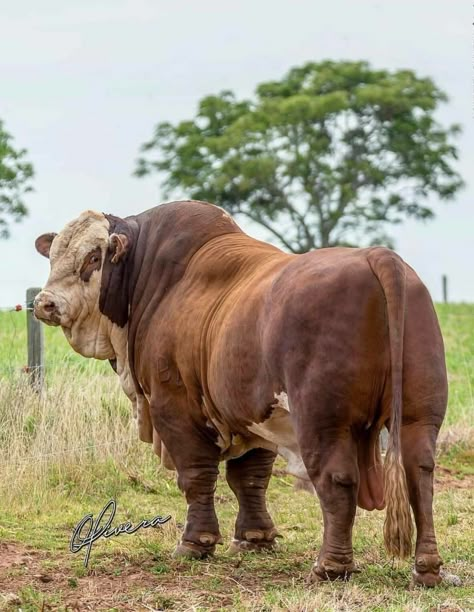 Bull Photo, Brahman Bull, Indian Cow Photo, Indian Cows Photography, Indian Cow Photography, Breeds Of Cows, Buffalo Animal, Exotic Mammals, Bucking Bulls