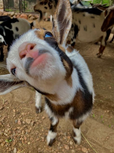 Goat Aesthetic Cute, Cute Goats Aesthetic, Baby Goat Photoshoot, Goat Astetic, Cute Goat Aesthetic, Pigme Goats, Cute Goat Wallpaper, Cute Goat Pictures, Baby Goats Aesthetic