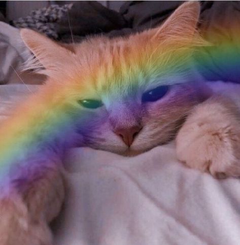 Trippy Cat, Rainbow Animals, Pride Ally, Funny Looking Cats, Cutee Animals, Gorgeous Cats, Cats Aesthetic, Silly Cats Pictures, Bad Cats