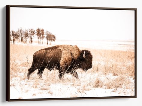 Bison photography