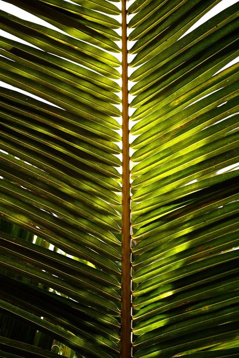 Coconut Leaves, Tree Textures, Palm Leaves Pattern, Healing Waters, Texture Photography, Wedding Moodboard, Leaf Texture, Mood And Tone, Composition Photography