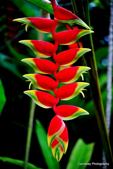 Heliconia Flower, Tropical Flower Plants, Jungle Flowers, Banana Flower, Paradise Plant, Birds Of Paradise Flower, Australian Native Flowers, Flower Bird, Rare Flowers