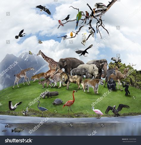 Nature Collage With  Wild Animals And Birds  image photo Animal Biology, Nature Collage, Animals And Birds, Animal Groups, Zoology, Wild Animals, Pet Names, Animal Gifs, Animal Kingdom