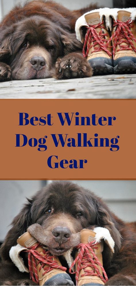 Stay warm this winter when walking your dog. We've rounded up the best gear from head to toe! Best Winter Dog Walking Gear - My Brown Newfies Walking The Dog Outfit, Dog Winter, Cute Dog Walking Outfits, Winter Dog Walking Outfit, Dog Sledding Outfit, Winter Dog Walk Aesthetic, Dog Walking Outfit, Dog Hiking Gear, Dog Breeds That Dont Shed