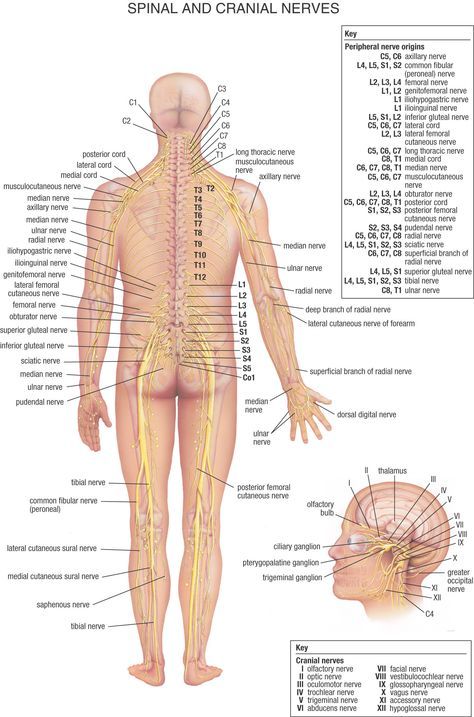 Spinal_and_Cranial_Nerves Nerve Anatomy, Nervus Vagus, Sistem Saraf, Pain Medicine, Body Diagram, Spinal Nerve, Cranial Nerves, Muscular System, Human Body Anatomy