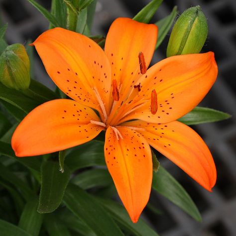 Orange Lily Flower, Asiatic Lily, Lilies Drawing, Orange Lily, Fleur Orange, Blossom Garden, Asiatic Lilies, Day Lilies, Flower Therapy