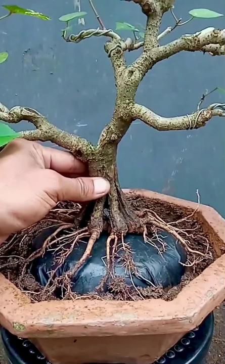 Bonsai Tips, Flowering Bonsai Tree, Bonsai Diy, Japanese Bonsai Tree, Bonsai Ficus, Tree Types, Jade Bonsai, Bonsai Tree Types, Bonsai Tree Care