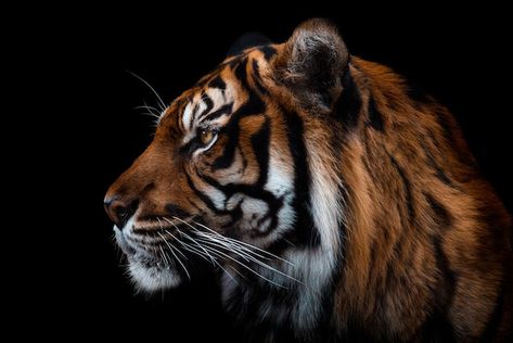 Tiger Front Face, Tiger Side Profile, Tiger Side View, Sk Images, Tiger Profile, Side View Of Face, Black Background Portrait, Tiger Photography, Illusion Gif