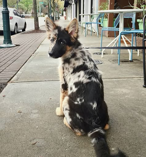 29 Australian Shepherd Mix Breeds – The Popular and Adorable Hybrid Dogs Pretty Dogs, Blue Heeler, Shepherd Puppies, Cute Dogs And Puppies, Small Dog Breeds, Cane Corso, German Shepherd Puppies, Cute Animal Photos, Cute Creatures