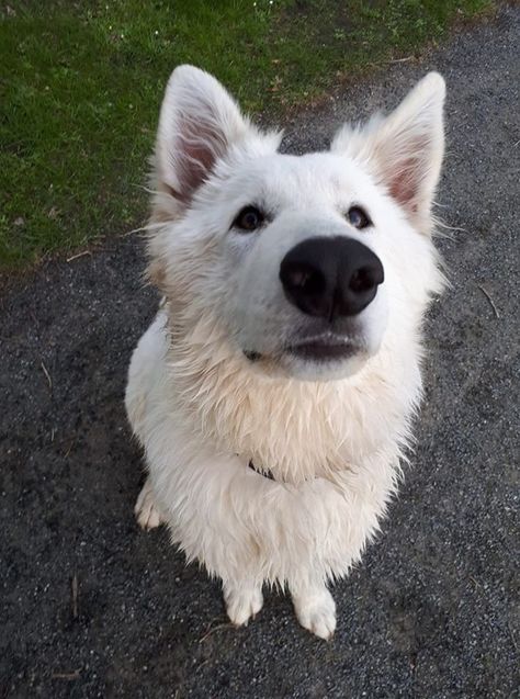 White Gsd, German Shepherd Care, Swiss Shepherd, White Swiss Shepherd, White Shepherd, White German Shepherd, Wolf Dog, Dog Id, Dog Sledding