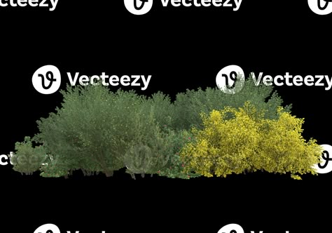 Trees For Rendering, Tree Elevation Photoshop, Grass Texture Photoshop Architecture, Section Rendering Photoshop, Isometric Photoshop, Tree Png Photoshop, Plants Elevation, Plants Cutout, Vegetation Png