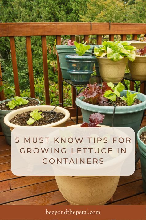 How To Plant Lettuce In Pots, Lettuce Raised Bed, Growing Lettuce In Containers From Seed, Growing Lettuce In Pots, What To Plant With Lettuce, Salad Garden Container, Lettuce Growing Container, Container Lettuce Gardening, Lettuce Planter Ideas