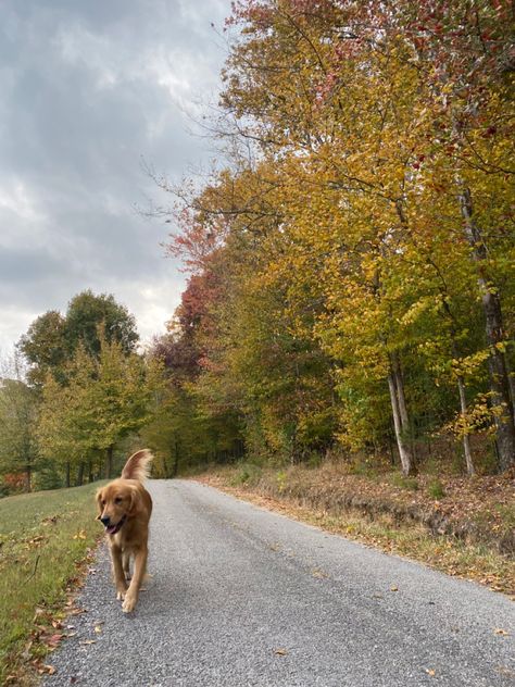 Autumn Country Aesthetic, Wealthy Country Aesthetic, Tennessee Countryside Aesthetic, Moving Country Aesthetic, Folk Country Aesthetic, Southern Fall Aesthetic, Tennessee Aesthetic Country, Fall Aesthetic Trees, 70s Country Aesthetic