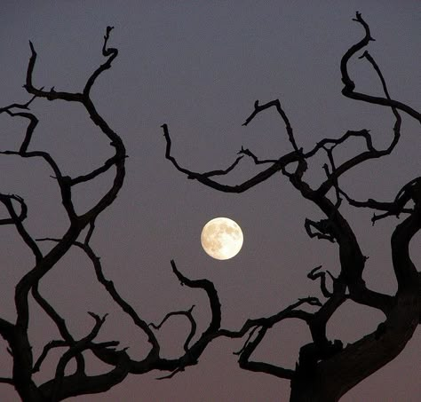 Agatha Harkness, A Tree, Full Moon, Trees, Moon