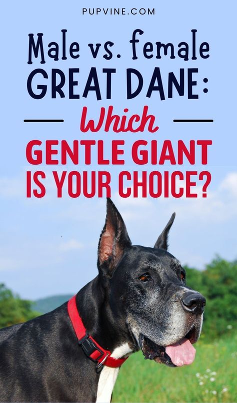 The Great Dane, also known as the Apollo of Dogs, is a purebred dog breed most famous for its size – while Great Dane owners are accustomed to their large size, other people might find them frightening. Great Dane Quotes, Great Dane Facts, Blue Merle Great Dane, Great Dane Temperament, Merle Great Danes, Great Dane Mastiff, Black Great Danes, Great Dane Mix, Male Vs Female