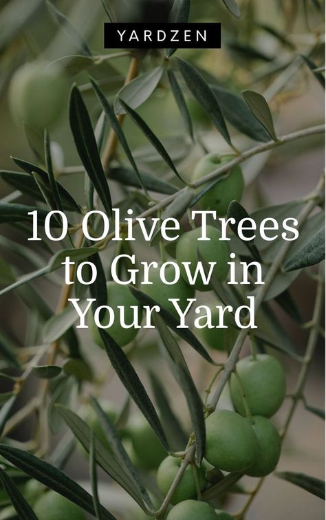 Black Olive Tree Outdoor, Front Yard Landscaping Olive Trees, Sweet Olive Tree Landscaping, Olive Trees In Garden, Olive Tree Varieties, Fruitless Olive Tree Landscapes, Olive Trees Landscape Backyards, Olive Tree Backyard, Olive Tree Landscape Front Yards