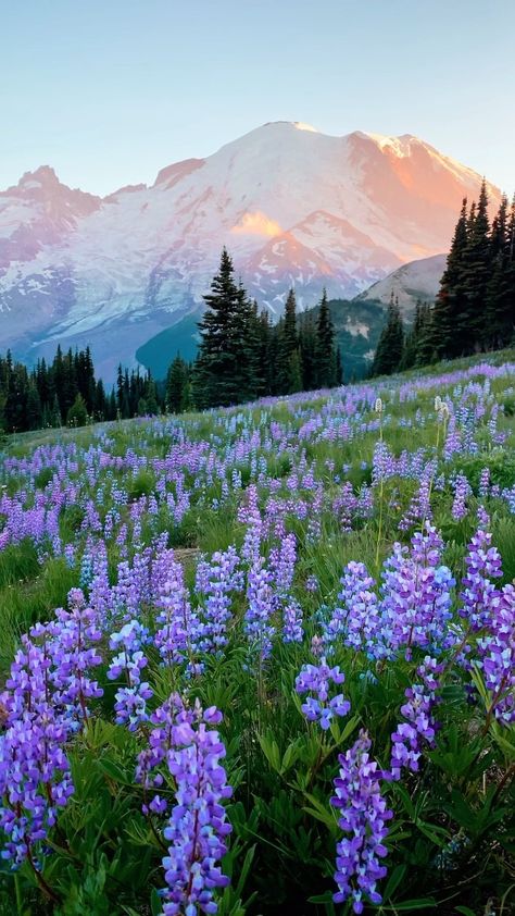 Washington State Wildflowers, Beautiful Places In Washington State, Washington State Spring, Washington State Nature, Travel Washington State, Hiking In Washington State, Washington State Aesthetic, Washington Wildflowers, Washington Aesthetic