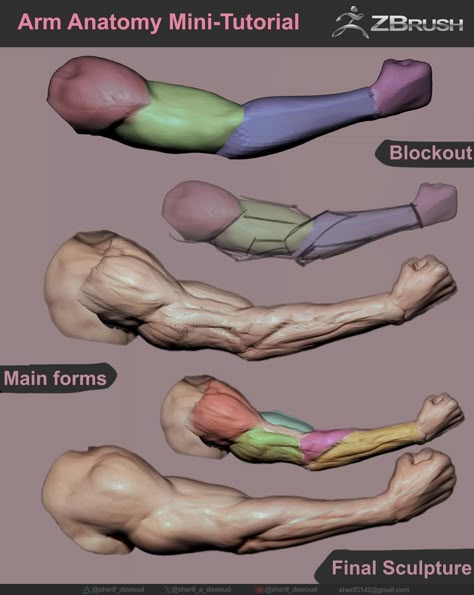 Zbrush Anatomy, Arm Anatomy, Leg Anatomy, Life Drawing Pose, 3d Anatomy, Zbrush Tutorial, Anatomy Sculpture, Anatomy Models, Anatomy Tutorial