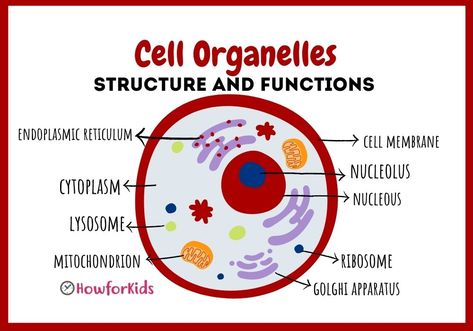 What’s found inside a cell? What ia an organelle? Structure Of Cell, Cell Parts And Functions, Cell Biology Notes, Cell Parts, Cell Organelles, Anatomy Bones, School Biology, 8th Grade Science, Cell Structure