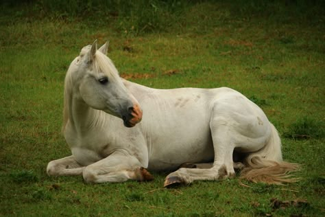 Horse Laying Down, Horse Faces, Horse Drawing, Horse Drawings, Horse Blankets, White Horses, Horse Training, Equestrian Outfits, Horse Photos