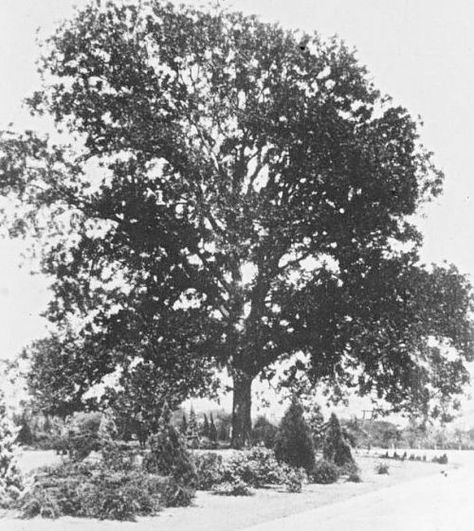 Highland Park The Pecan Tree 1909 | Highland park, Dallas, Lake dallas