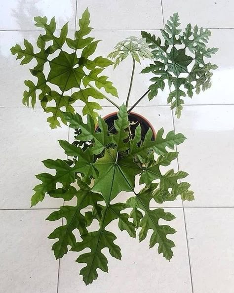 16 Indoor Plants with Fanciful Cut Foliage | Balcony Garden Web Plant Goals, House Plant Pots, Apartment Plants, Plant Care Houseplant, Plant Wishlist, Unusual Plants, Indoor Jungle, House Plants Decor, Unique Plants