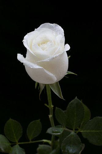 Rosa branca | White rose | Julia Carvalho | Flickr Baby's Breath Wedding Flowers, Dove Pictures, Happy Wallpaper, Good Morning Beautiful Images, Fall Wedding Bouquets, Wallpaper Nature Flowers, Beautiful Rose Flowers, Flower Phone Wallpaper, Garden Trees