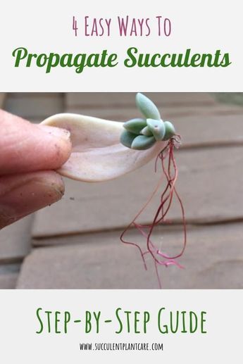 How To Grow A Succulent From A Leaf, Indoor Garden Setup Ideas, Water Propagation Succulents, Succulent Propagation In Water, Succulent Water Propagation, Succulent Leaf Propagation, Flap Jack Succulent, How To Grow Succulents From Leaves, Succulent Pot Ideas Diy