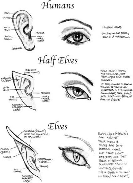 Types of Ears and Eyes, Humans, Half Elves, Elves, text; How to Draw Manga/Anime Eye Drawings, Draw Human, 얼굴 드로잉, Drawing Hands, Human Eyes, Drawing Eyes, 얼굴 그리기, Drawing Hair, Puffy Paint