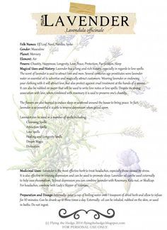 Lavender magical and medicinal uses Magickal Herbs, Witch Herbs, Magia Das Ervas, Witch Garden, Magic Herbs, Magical Herbs, Illustration Botanique, Herbal Magic, Antique Bottles