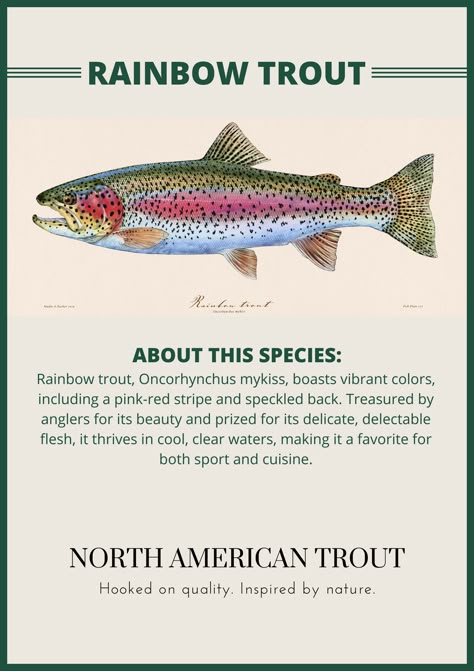 Rainbow Trout Photography, Rainbow Trout Picture, Rainbow Trout Art, Coral Trout, Fish Chart, Trout Art, Rainbow Trout Fishing, Fly Fishing Art, Trout Recipes