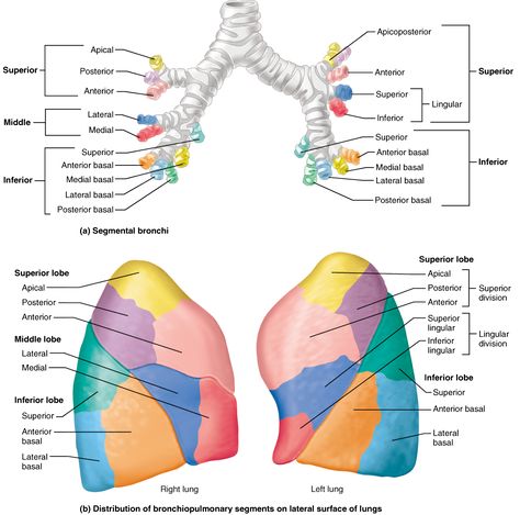 Veins of the thoracic cavity | RN 2019 | Pinterest | Arteries and veins ...