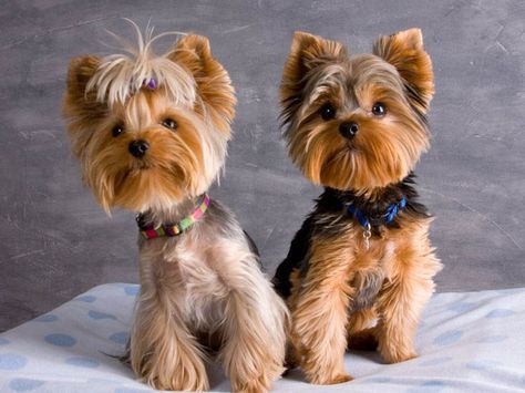 Yorkie Haircuts Pictures, You need to regularly bathe, shampoo, condition and brush them, and that is only to maintain their fur. Their nails also need to Yorkie Puppy Haircuts, Miniature Yorkshire Terrier, Yorkshire Terrier Grooming, Yorkie Haircut, Yorkie Hair, Yorkie Cuts, Yorkie Hairstyles, Puppy Haircut, Yorkie Haircuts